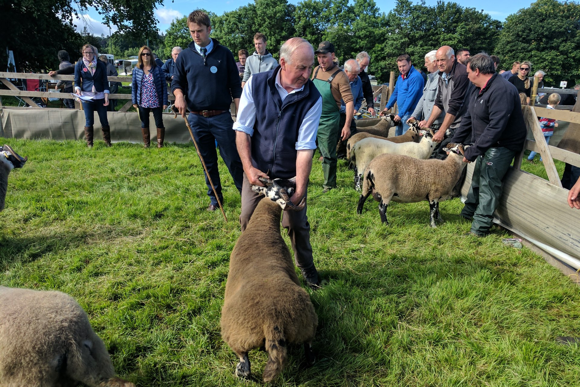 Stock judging of Blackface Sheep