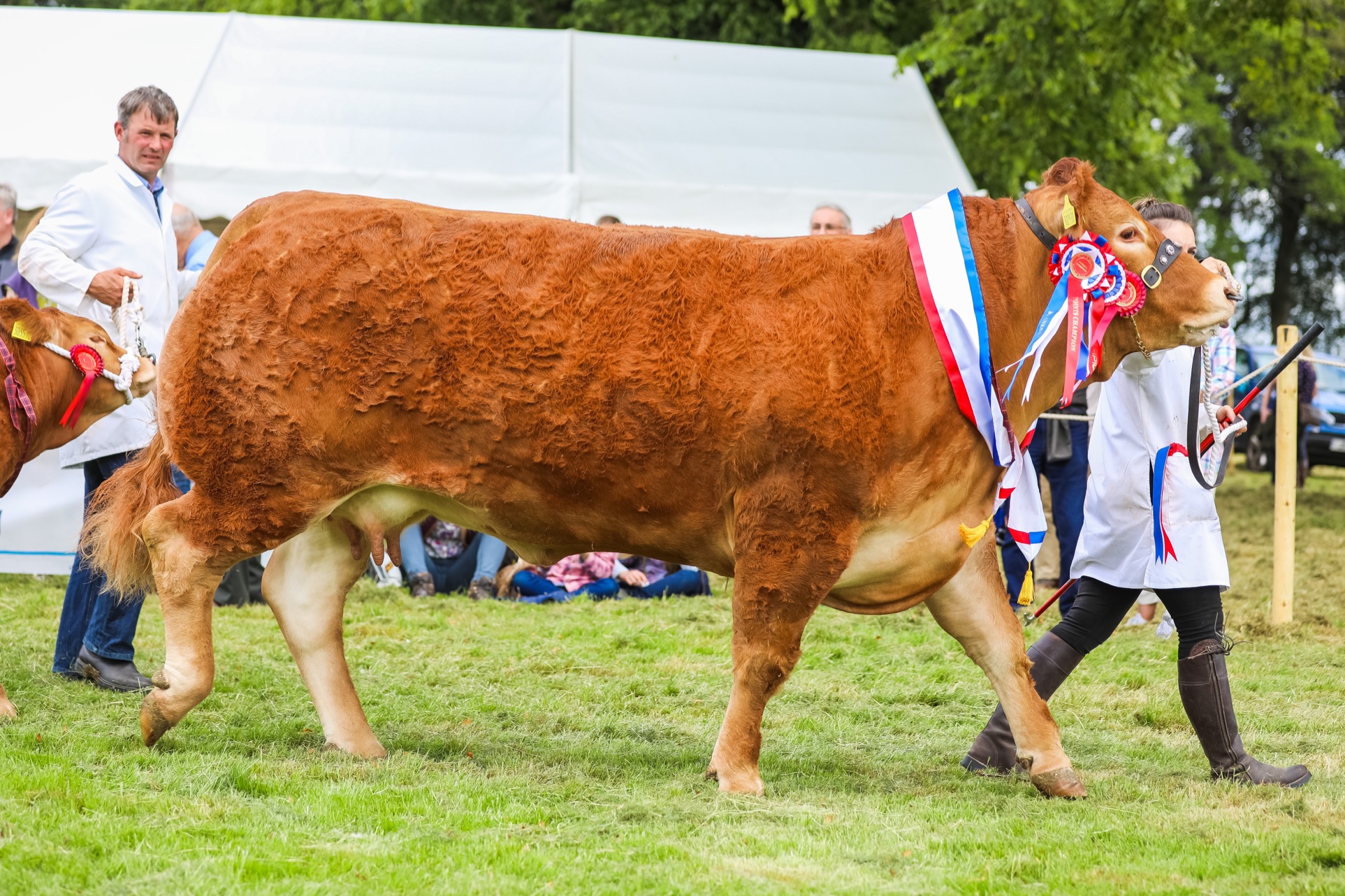 Doune & Dunblane Show Champion of Champions
