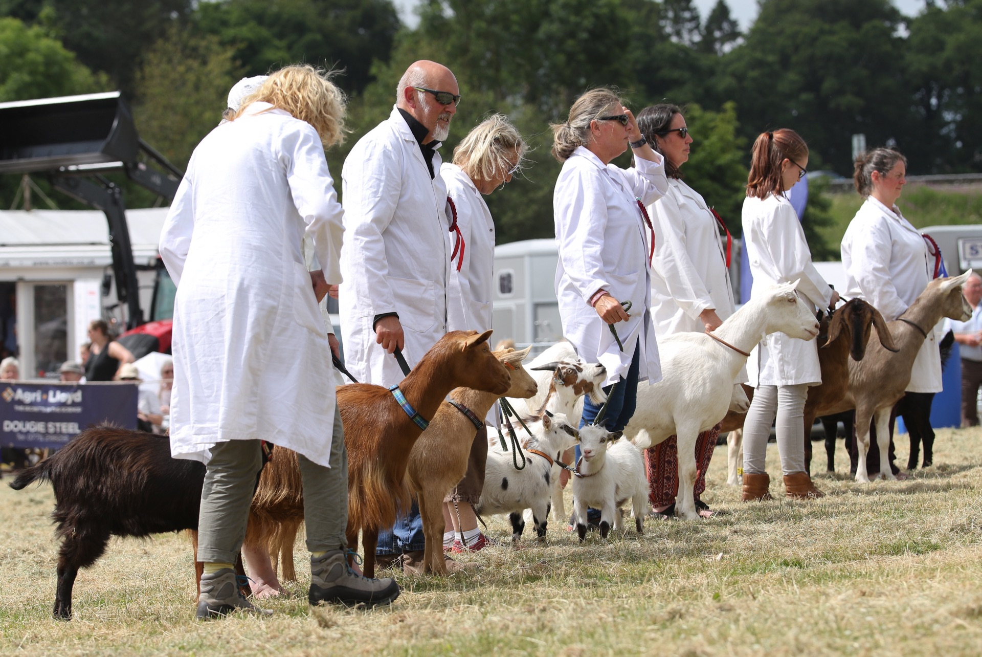 Goats of all shapes and sizes