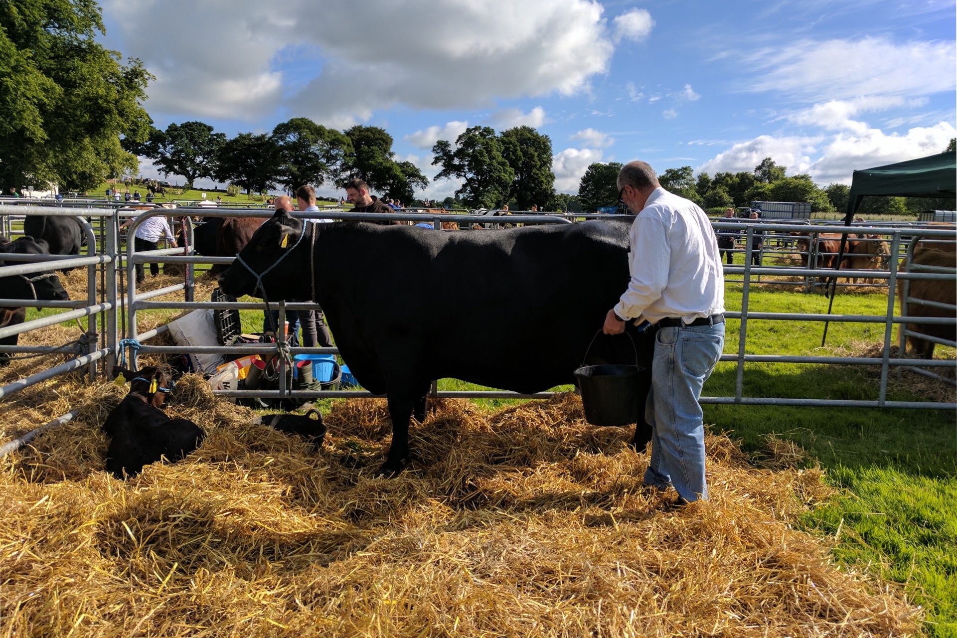 Aberdeen Angus Cattle at Doune & Dunblane Show