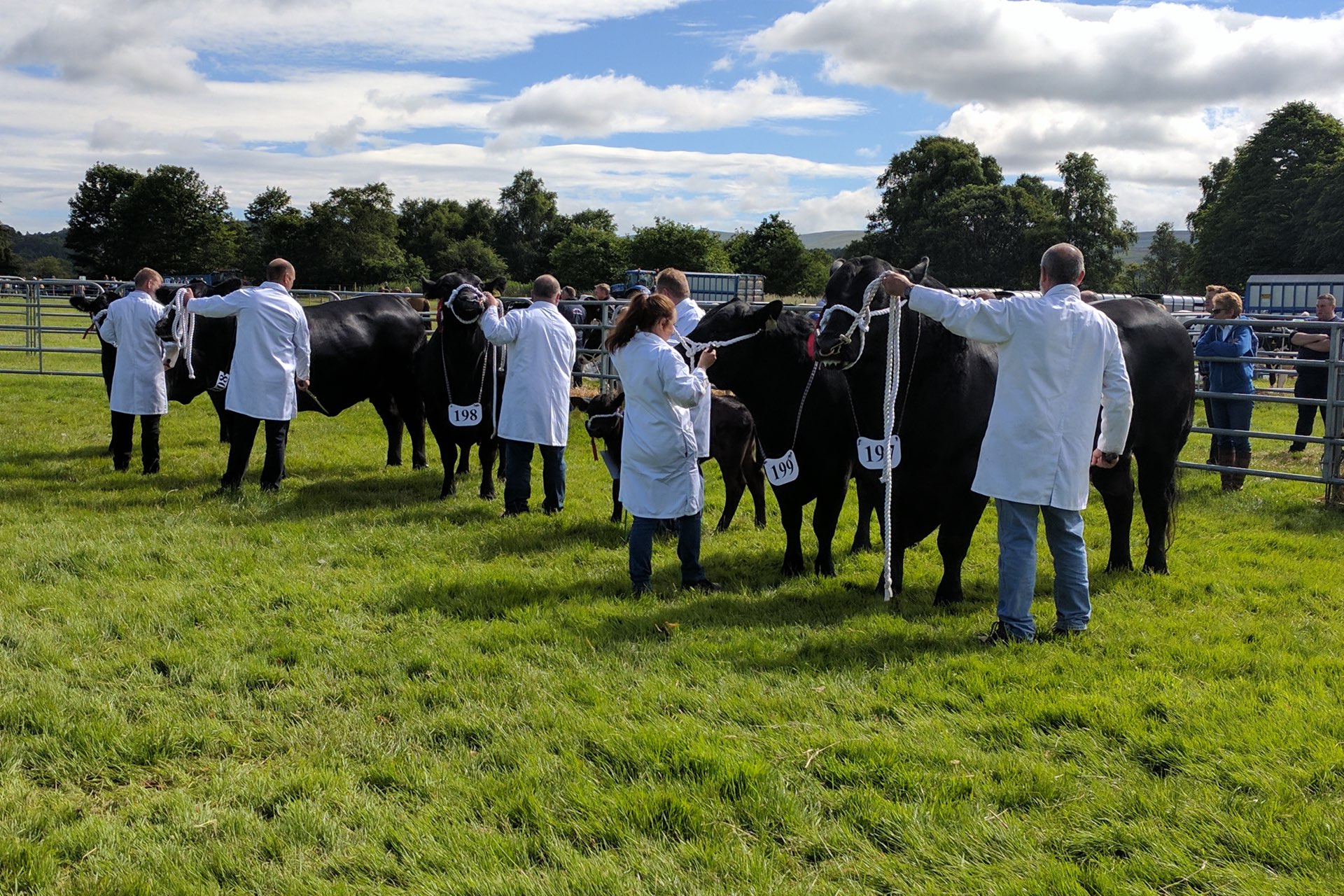 Aberdeen Angus cattle judging in the cattle lines